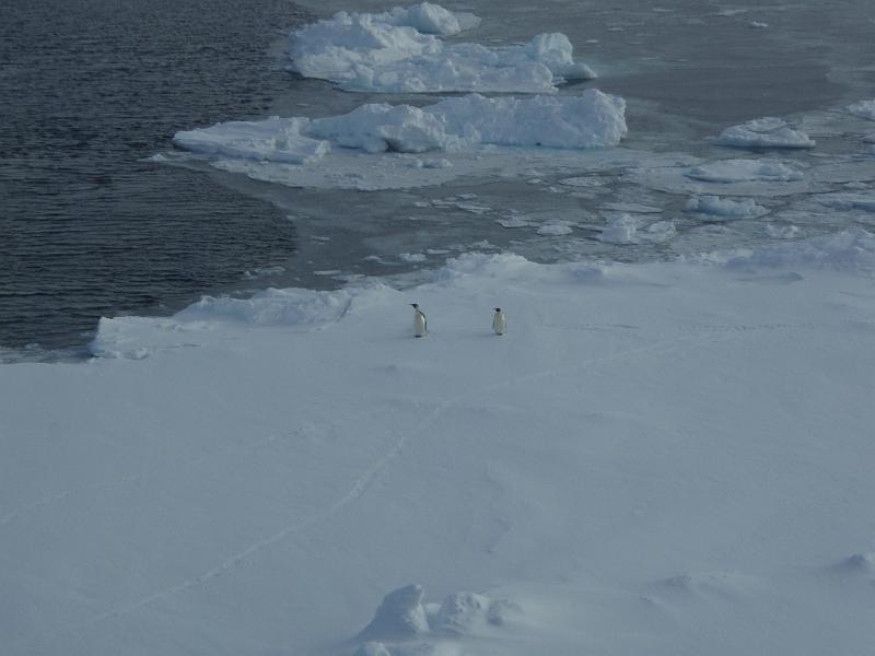 Penguins next to a lead in front of the ship 1.JPG